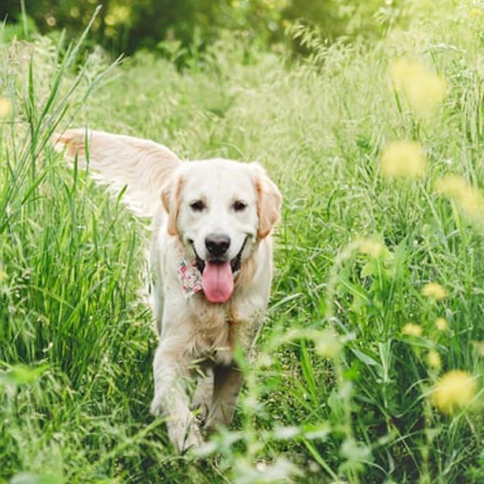 Cette plante commune est très toxique pour les chiens