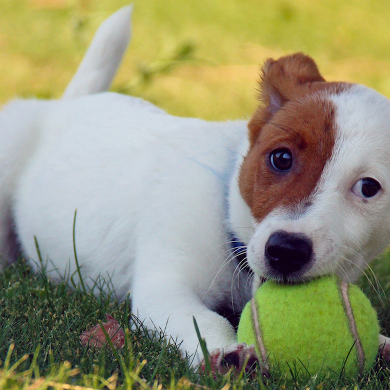 Pourquoi il ne faut pas donner de balles de tennis à un chien