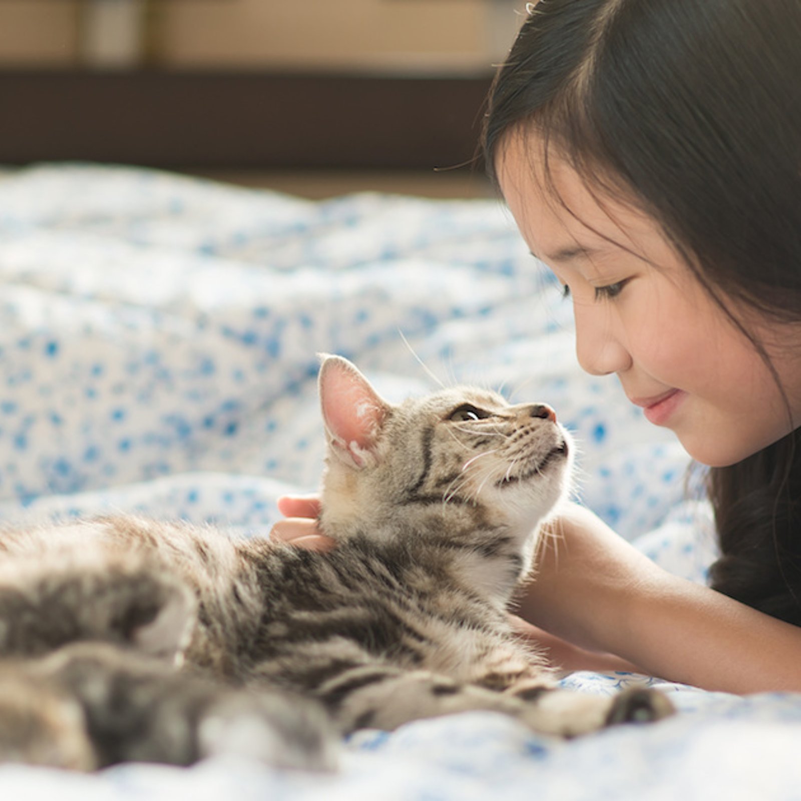 Les avantages scientifiques d'être un « Cat Lover »