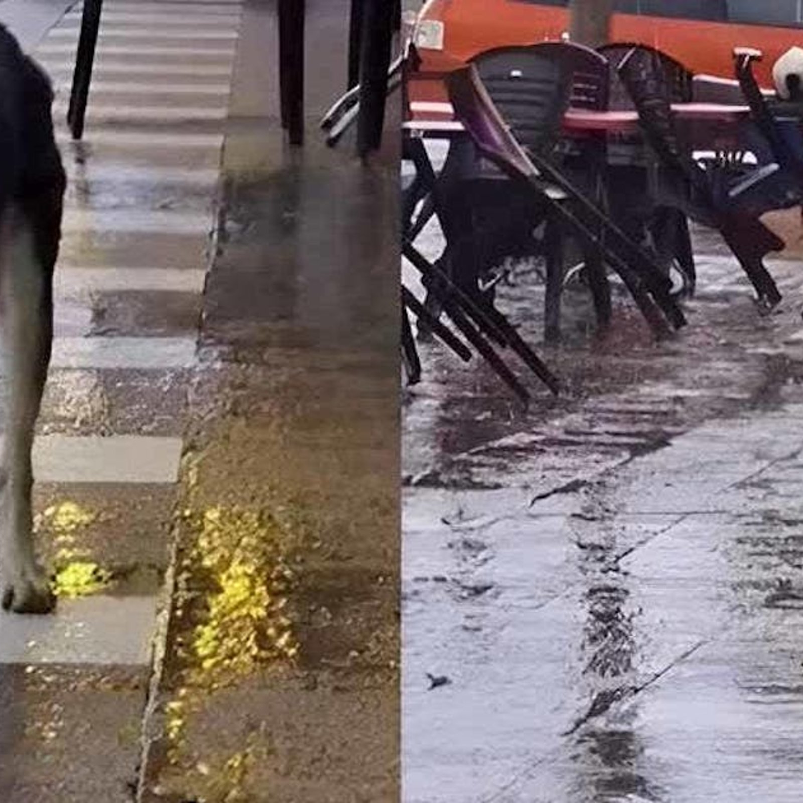 Une chienne perdue a attendu patiemment sa maitresse pendant des mois devant le même magasin