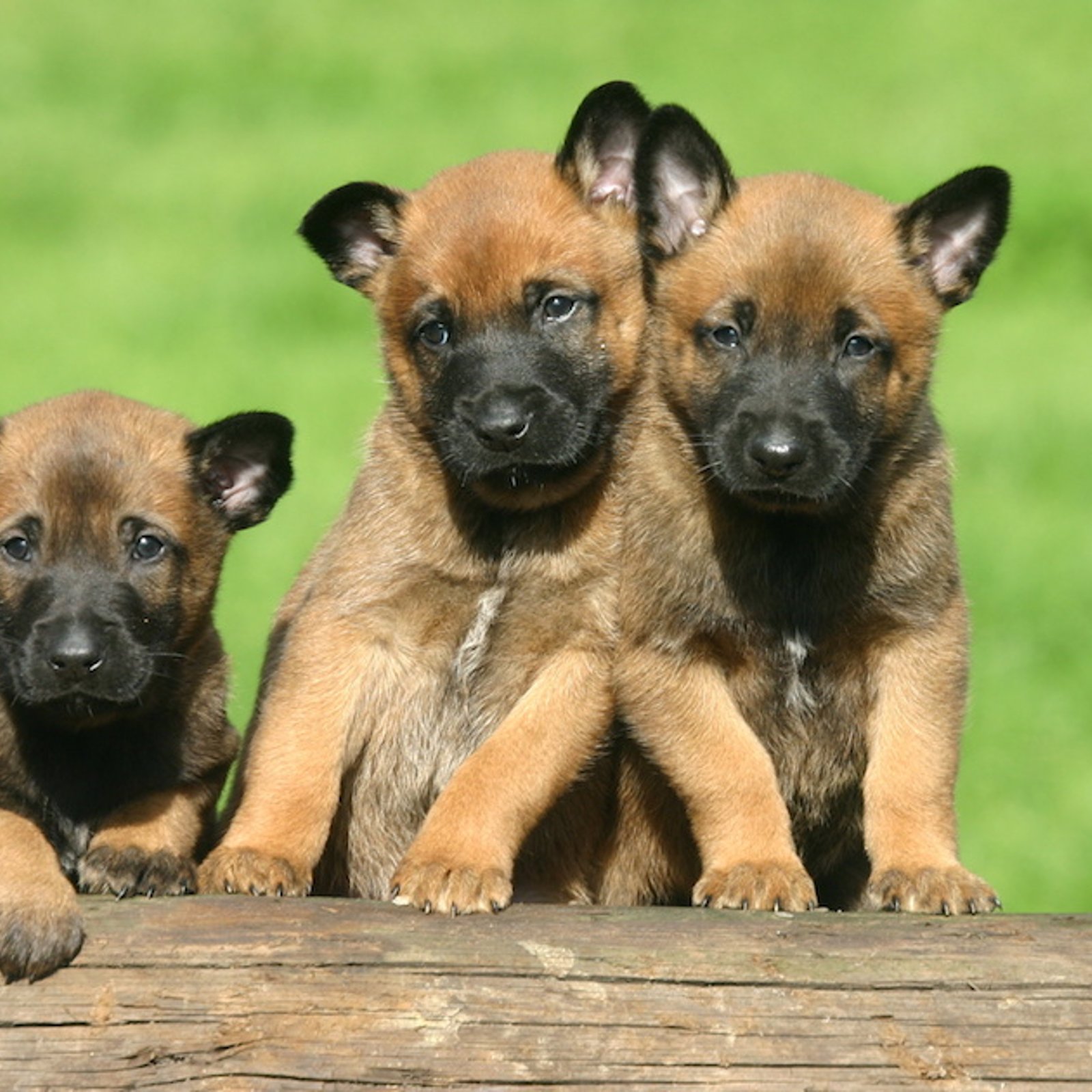 Voici la race de chien la plus intelligente du monde, selon la science