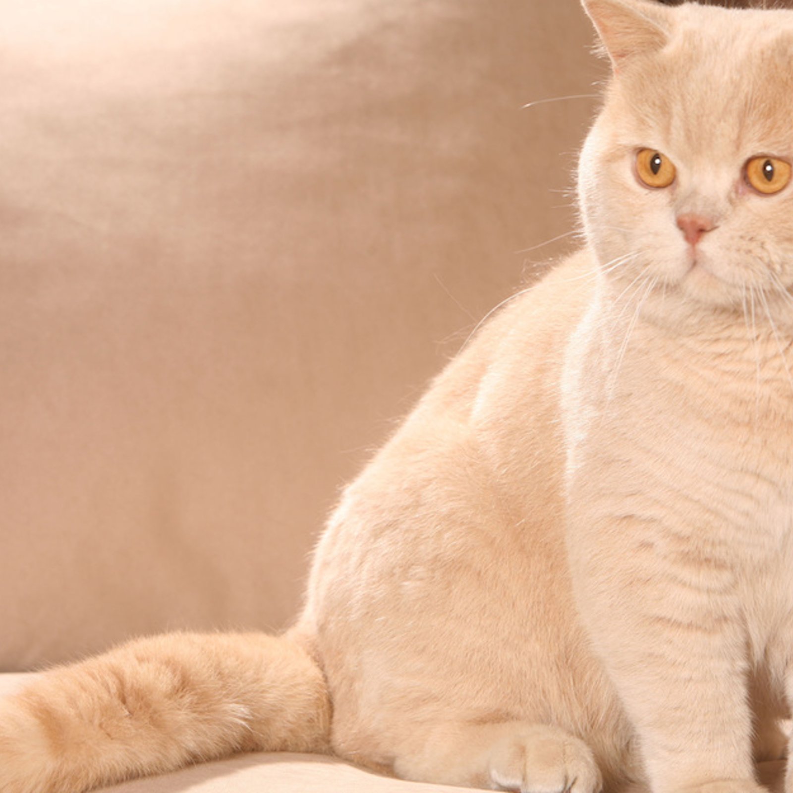 Comment éliminer l’odeur d’urine d’un chat sur un meuble