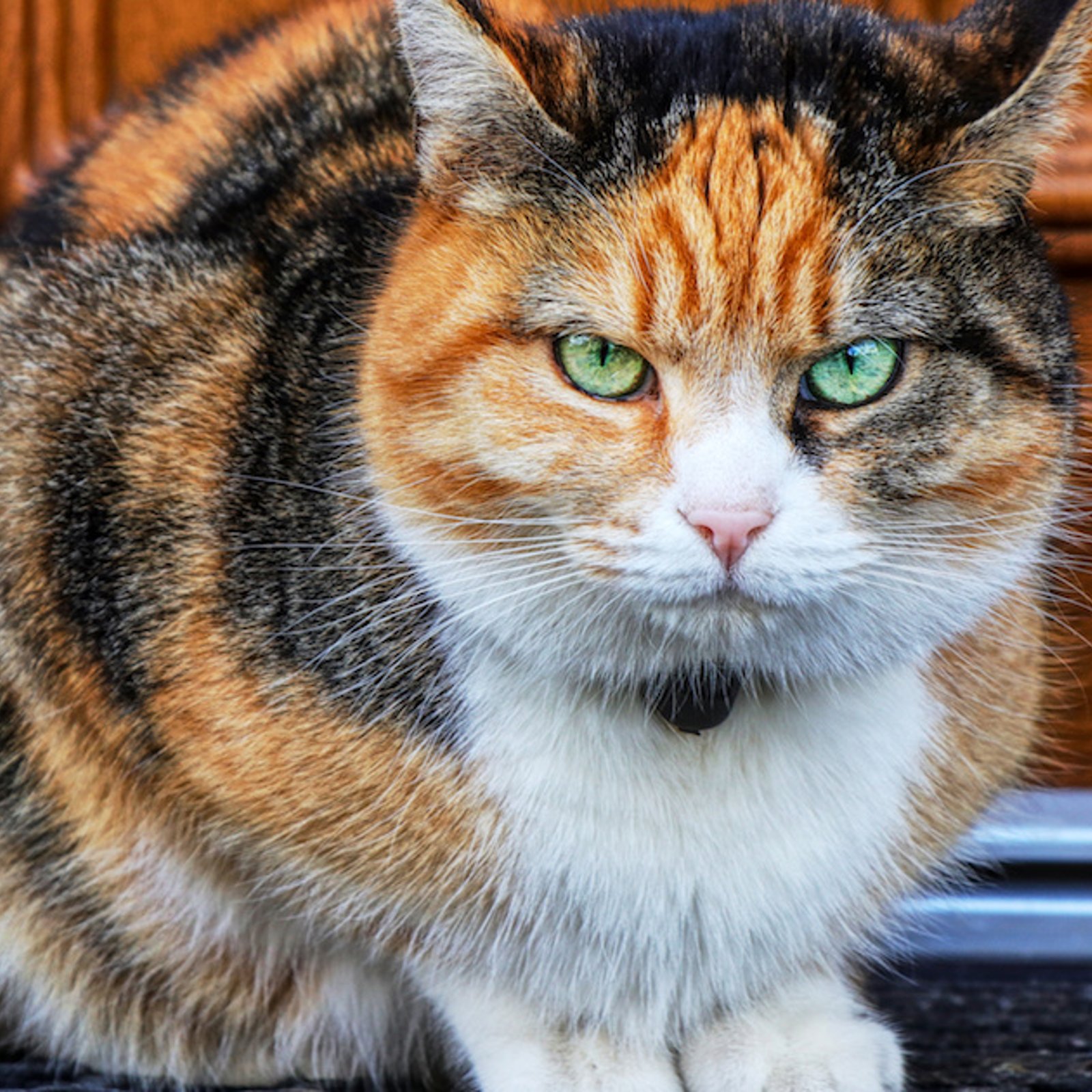 Les raisons pour lesquelles votre chat ne vous écoute pas