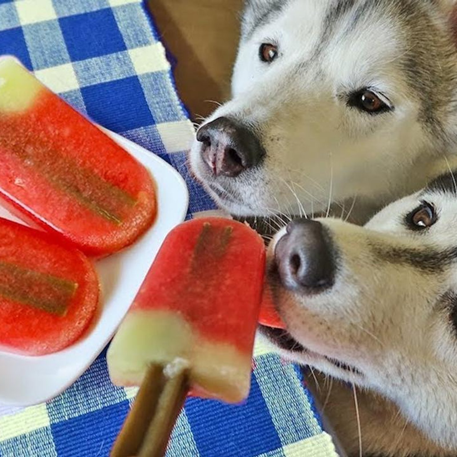 5 gourmandises rafraîchissantes pour chiens