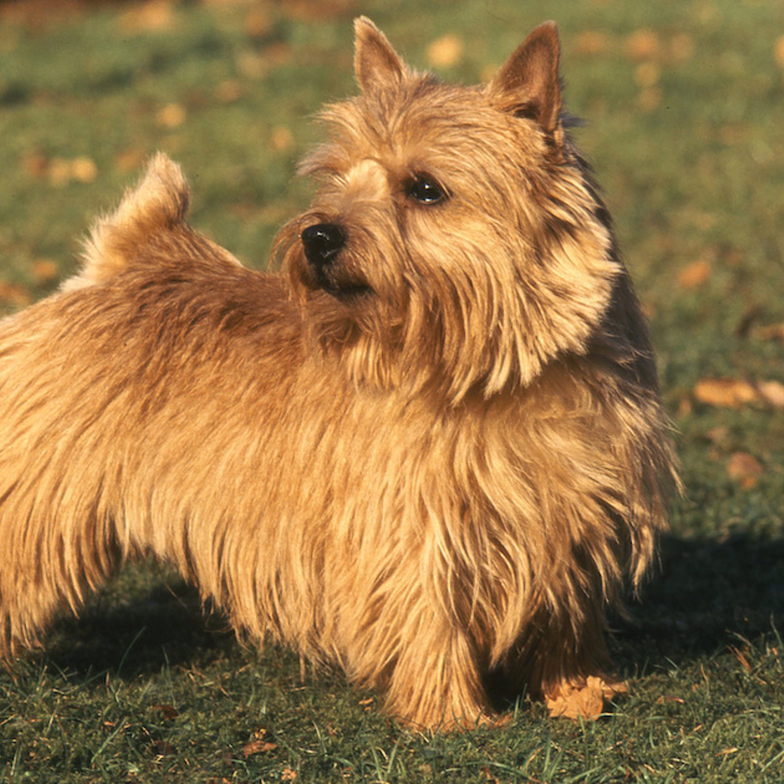 Selon la science, oui, votre chien vous comprend!