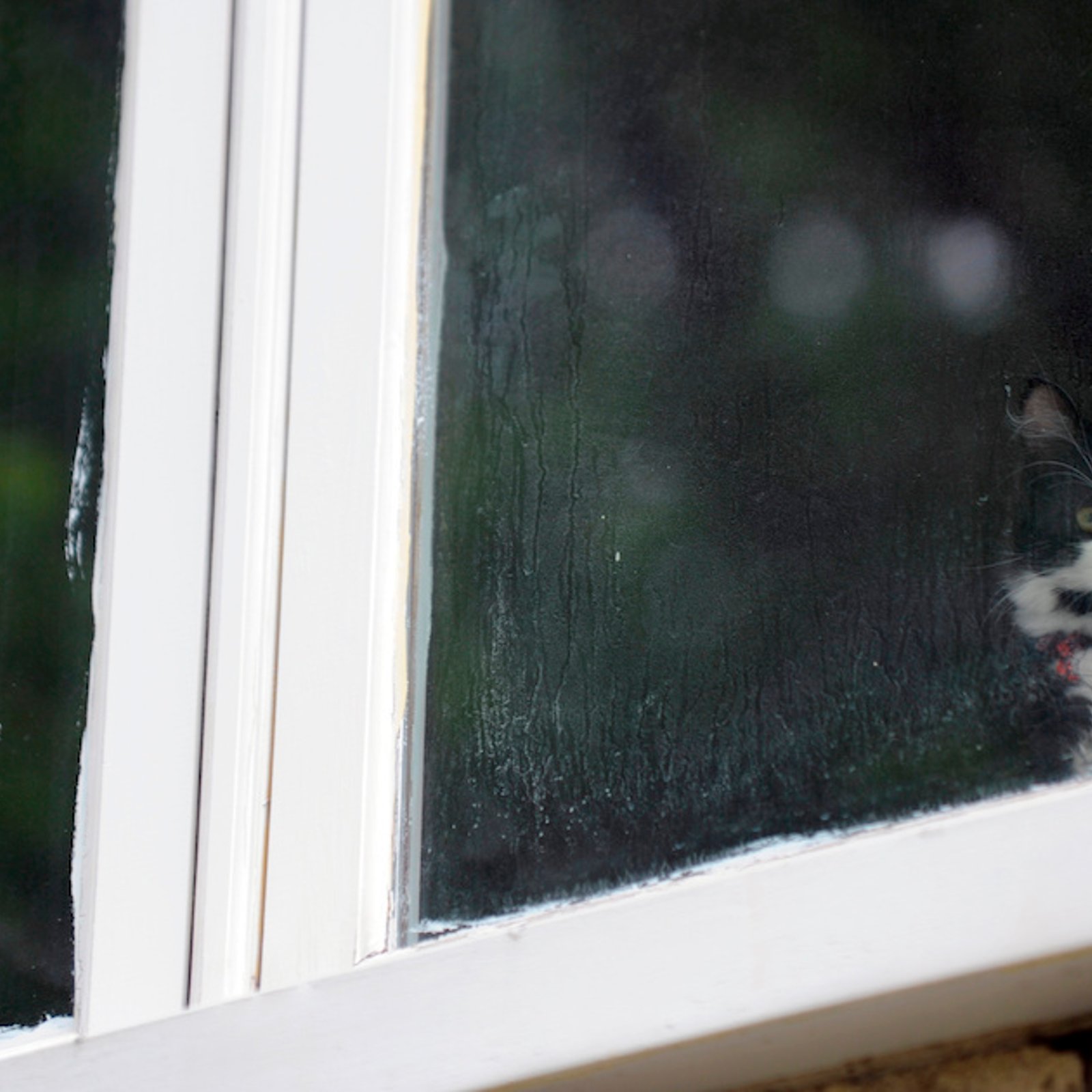 Vacances estivales: combien de temps votre chat peut-il rester seul à la maison?