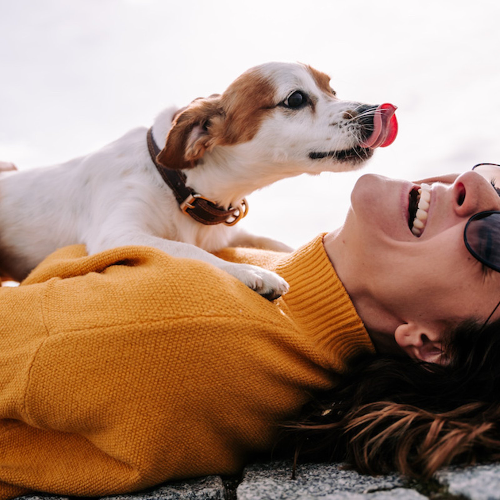 Comment le chien choisit-il son humain préféré?