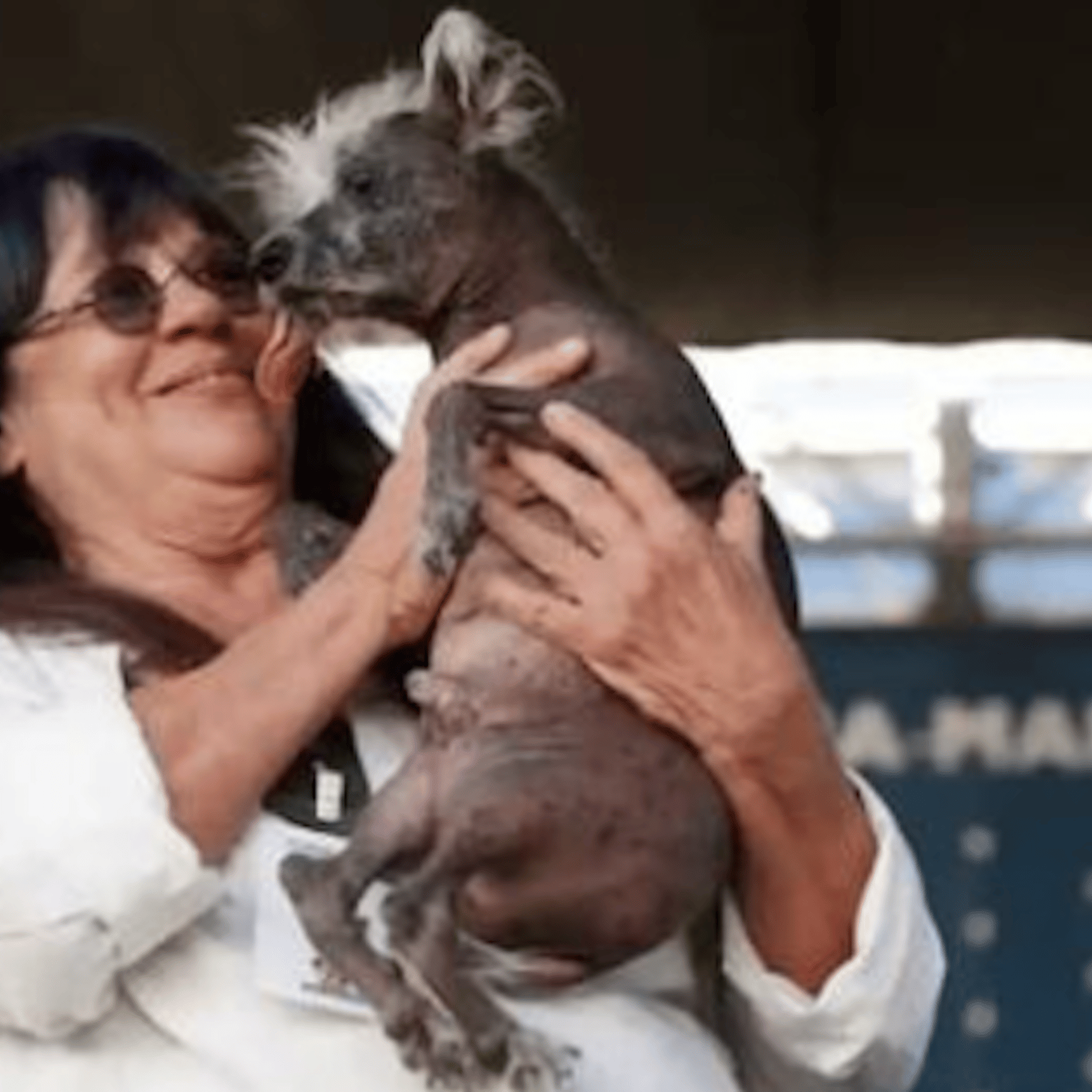 Ce chien vient d'être couronné le chien le plus moche du monde!