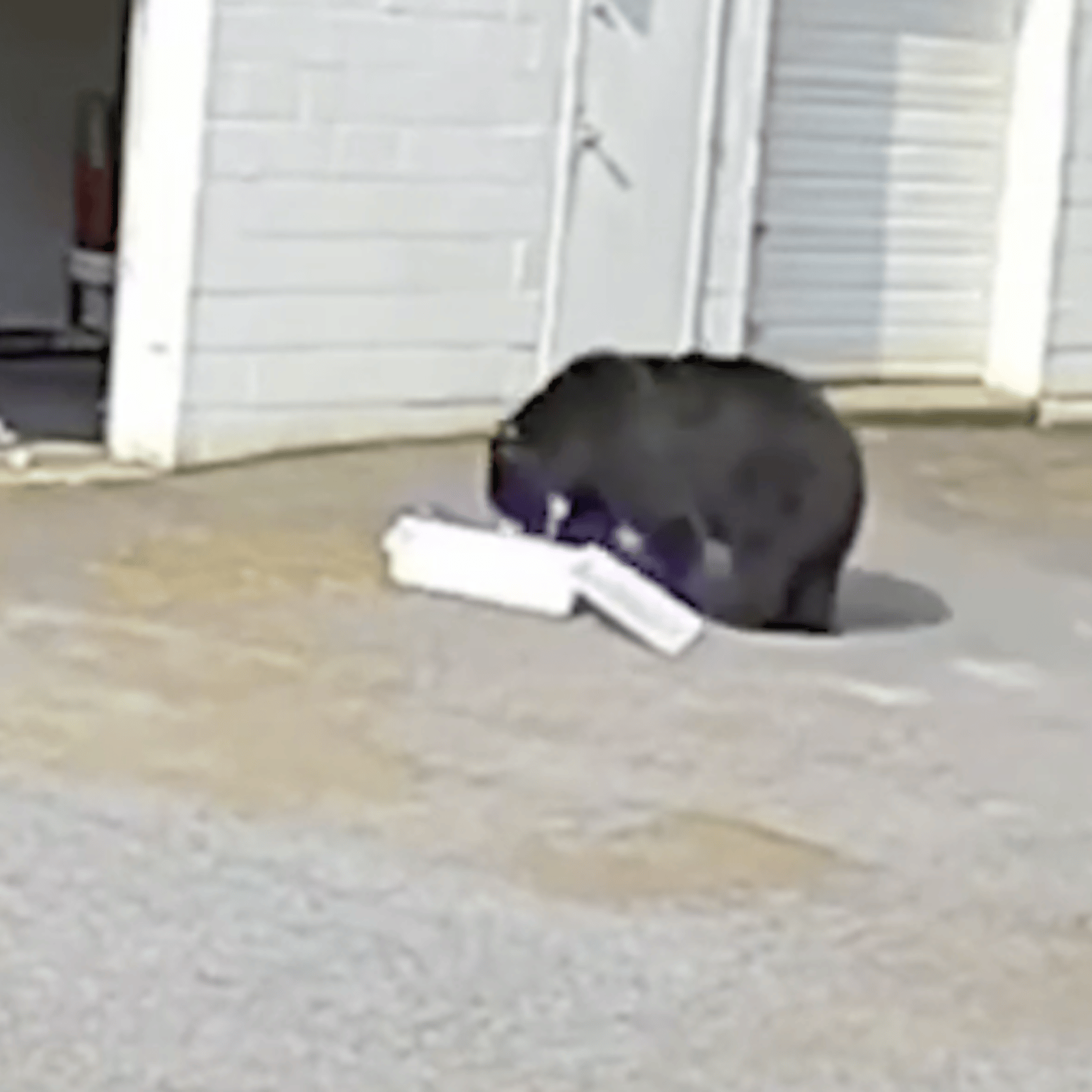 En vidéo: un ours entre dans une boulangerie et  s’empiffre!