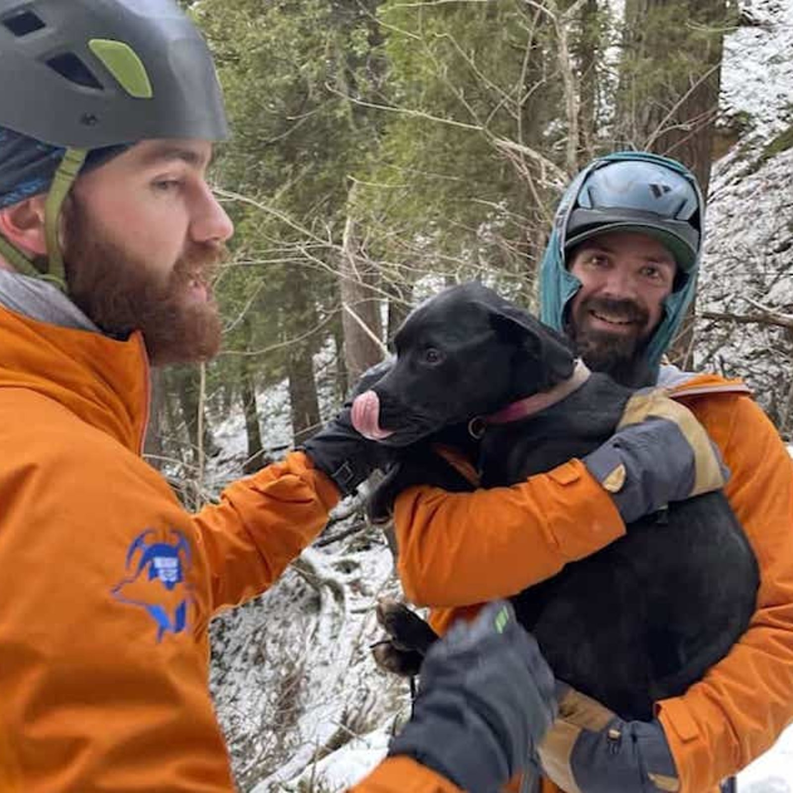 Ce chien a survécu à une chute de 20 mètres dans un parc national