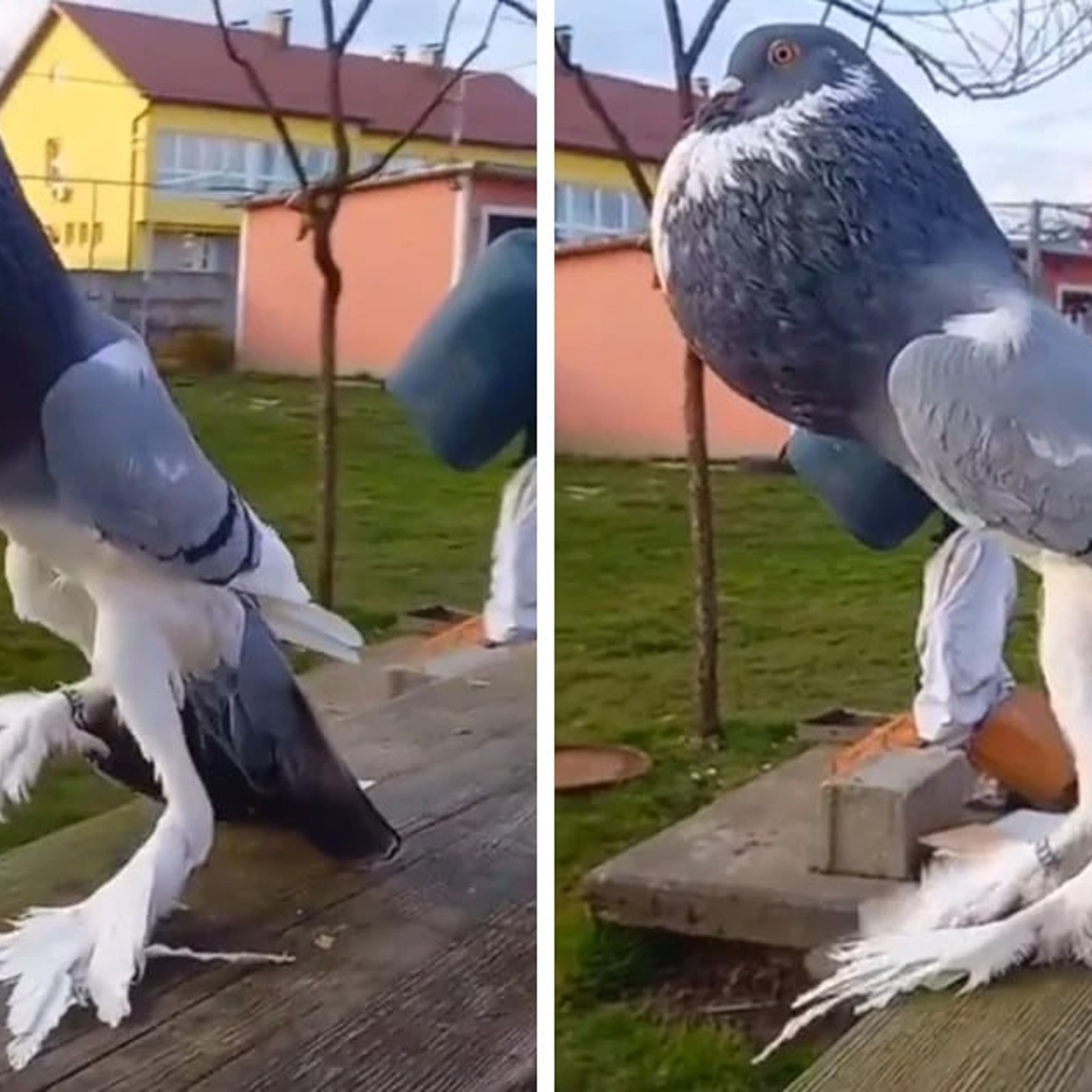 Un curieux pigeon fait le buzz sur les réseaux sociaux