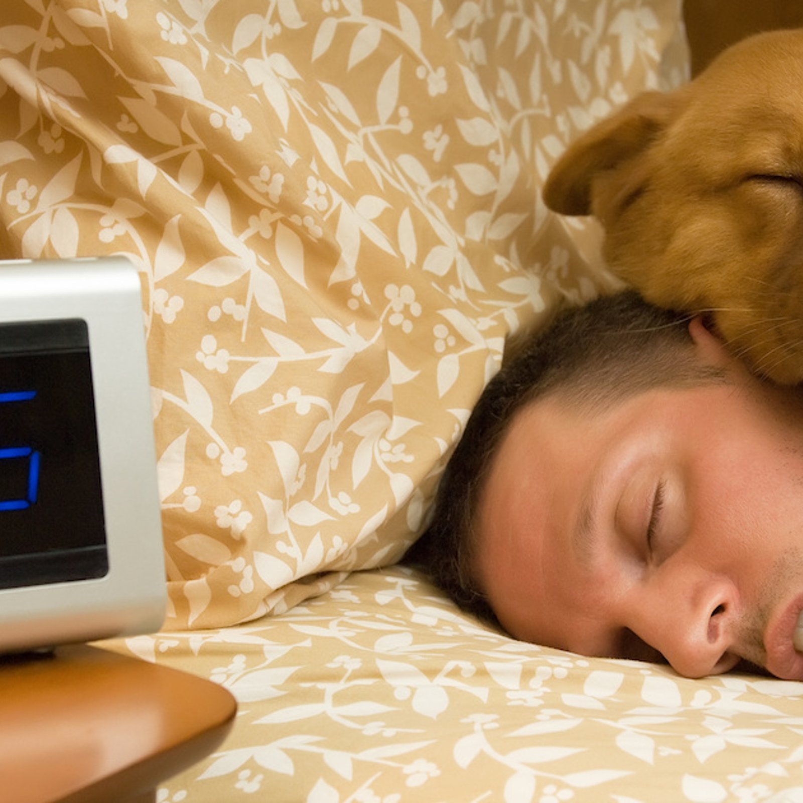 Pourquoi est-il déconseillé de dormir avec un chien en hiver