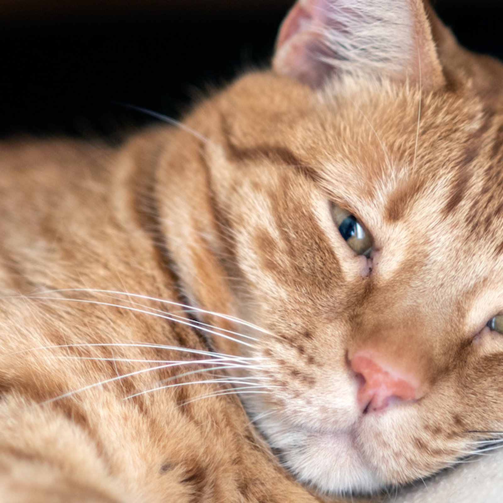 Si votre chat cligne lentement des yeux en vous regardant, c’est une bonne nouvelle!