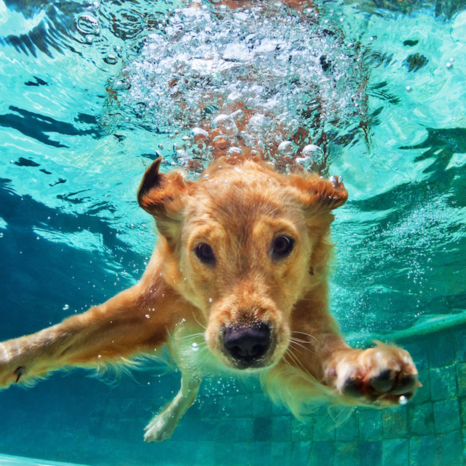 Prévenir la noyade chez le chien