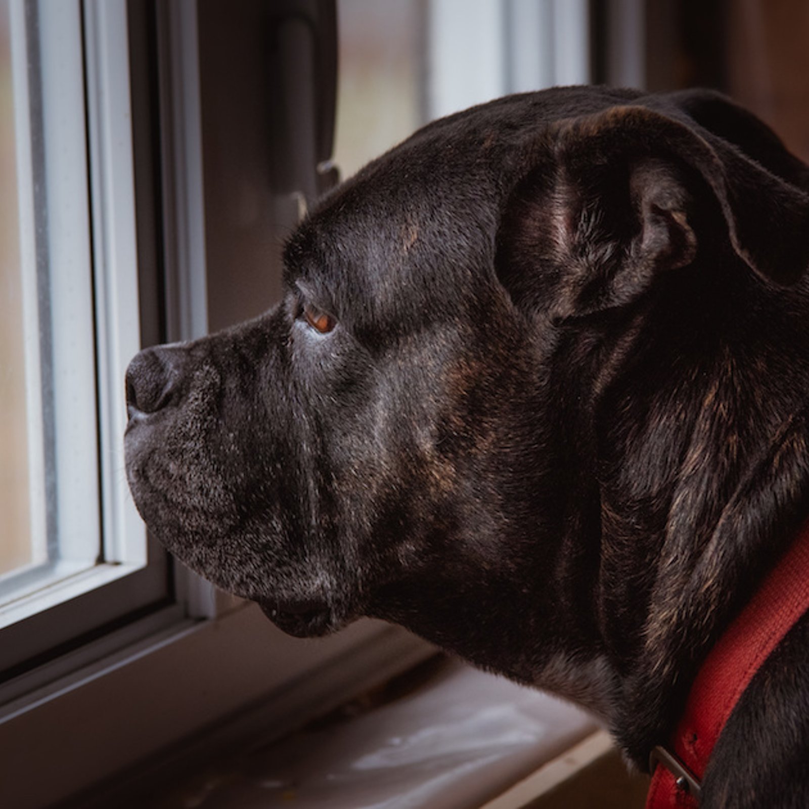 Voici comment un chien fait pour toujours savoir quand son maître rentre à la maison