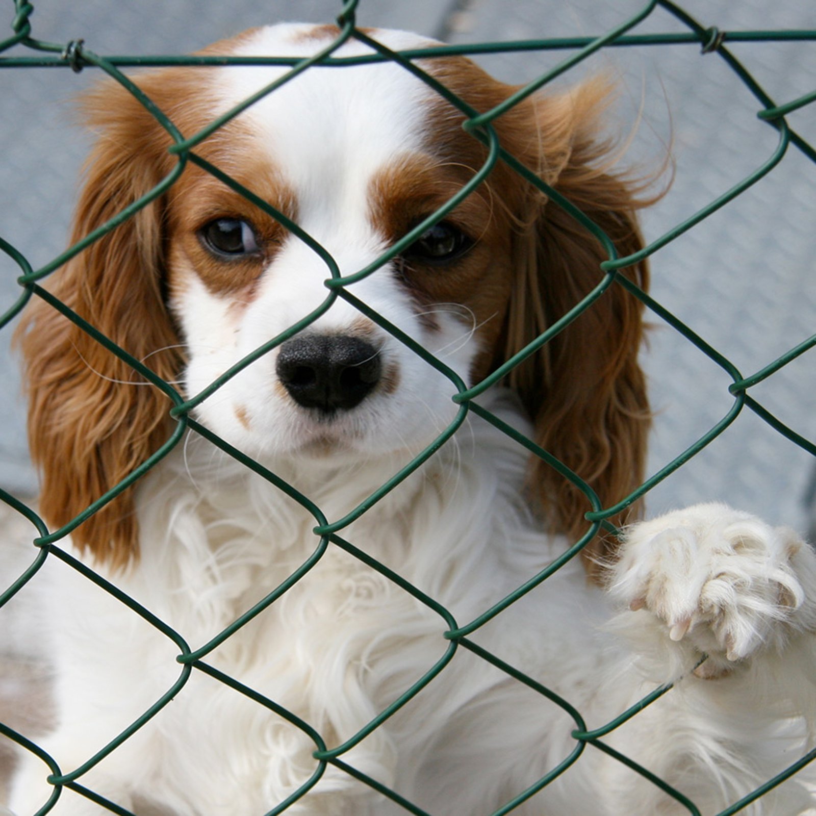 Comment aider votre chien à surmonter son anxiété de séparation