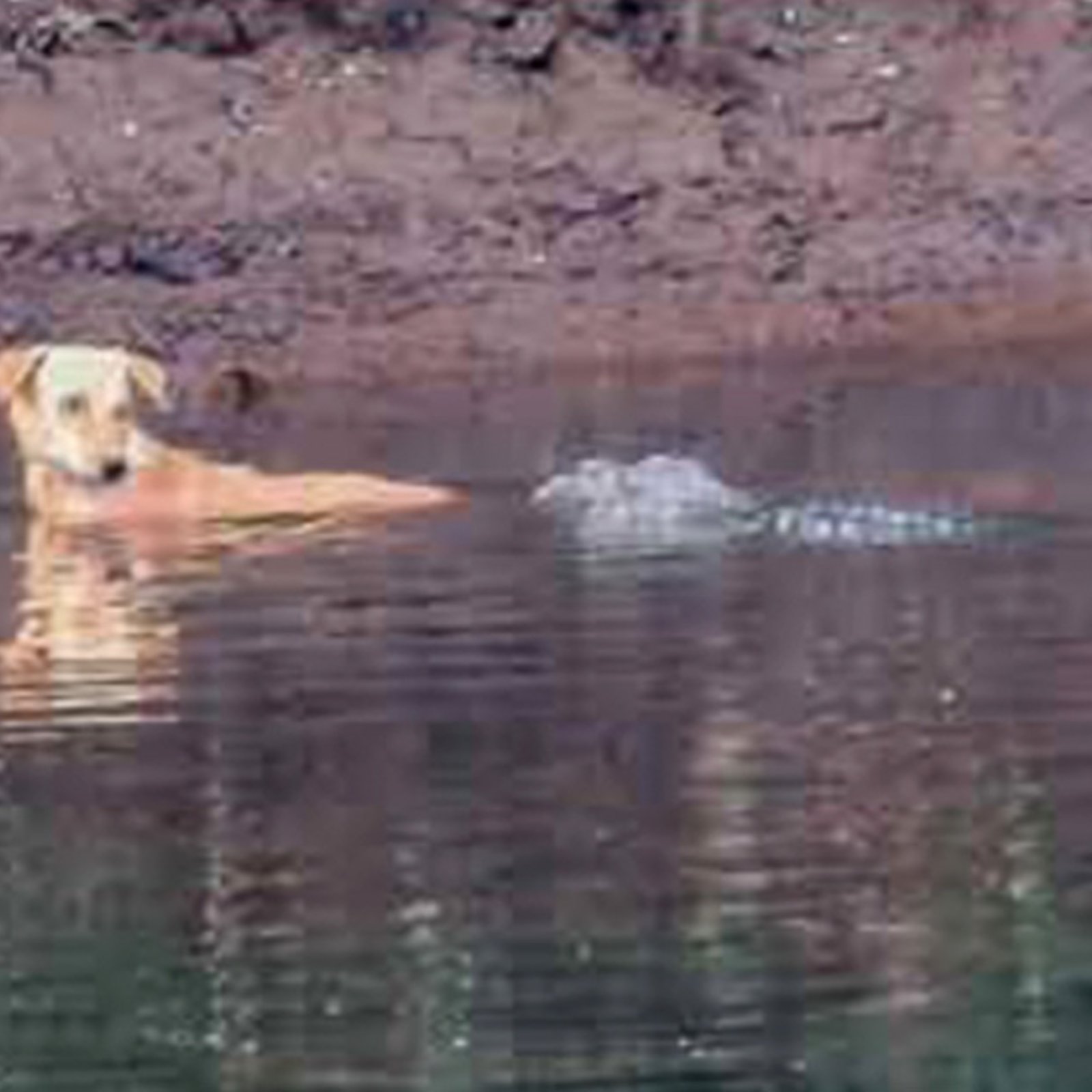 3 crocodiles ont sauvé la vie d'un chien au lieu de le manger