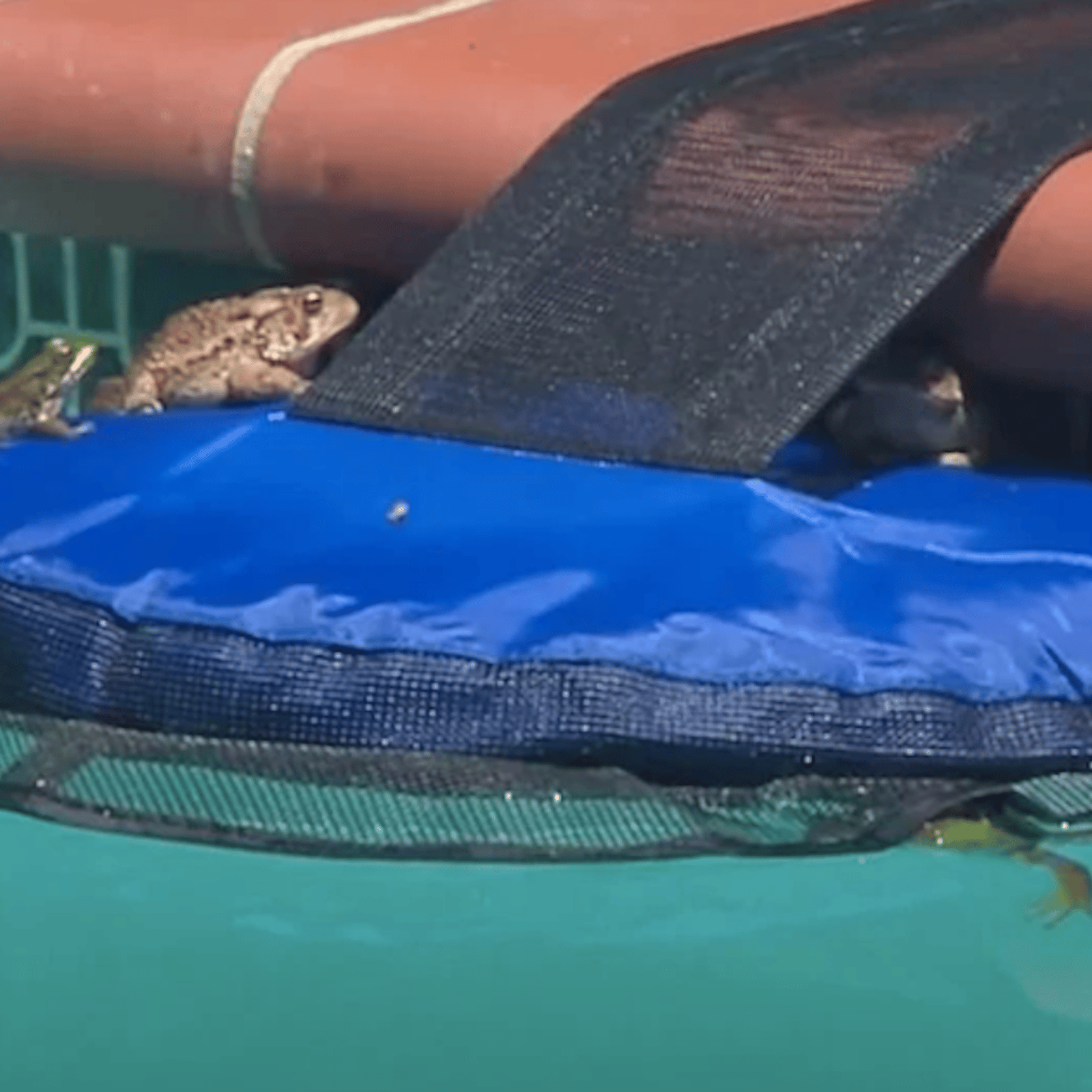 Il a inventé un dispositif simple pour sauver les petits animaux qui tombent dans les piscines