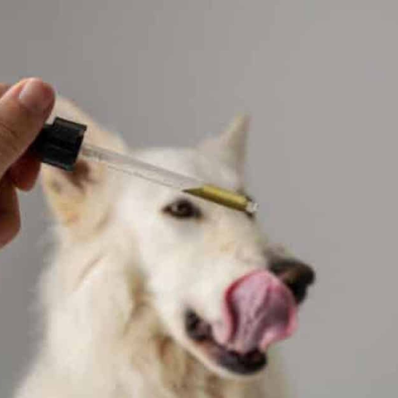 Le CBD est bénéfique pour les vieux chiens