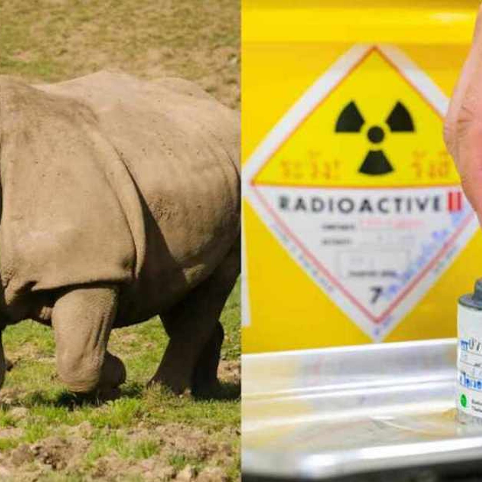 L'Afrique du Sud protège les rhinocéros en injectant des matières radioactives dans leurs cornes 