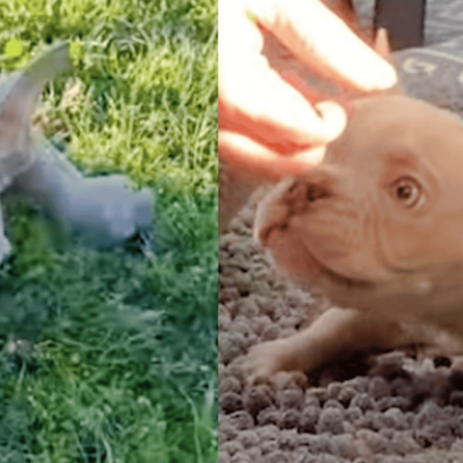 Un chiot avec les pattes en arrière travaille fort pour arriver à suivre les autres chiens