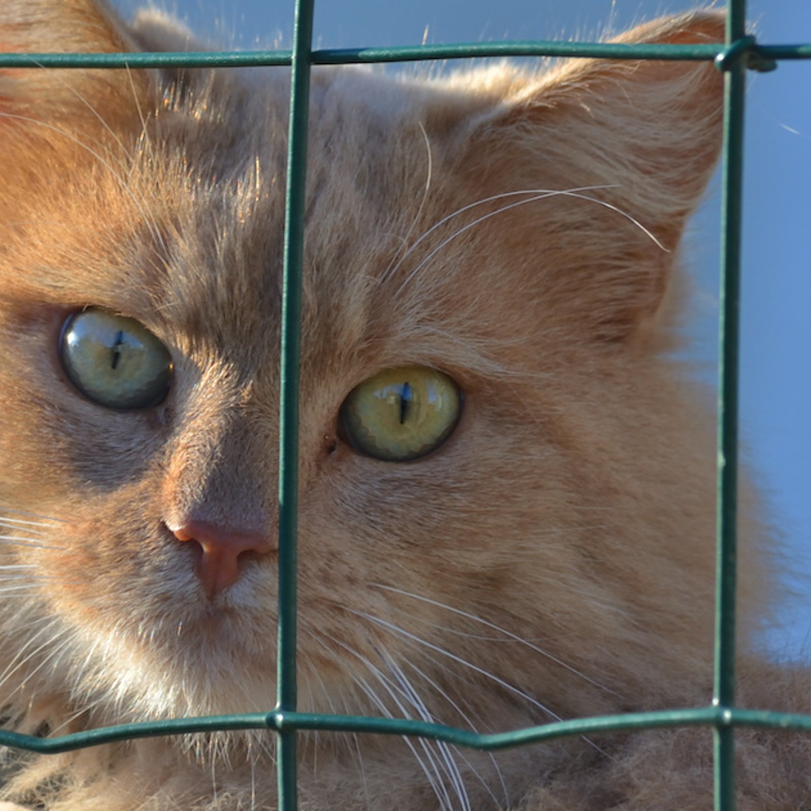 Les raisons d'abandon de chats  les plus absurdes données à un refuge