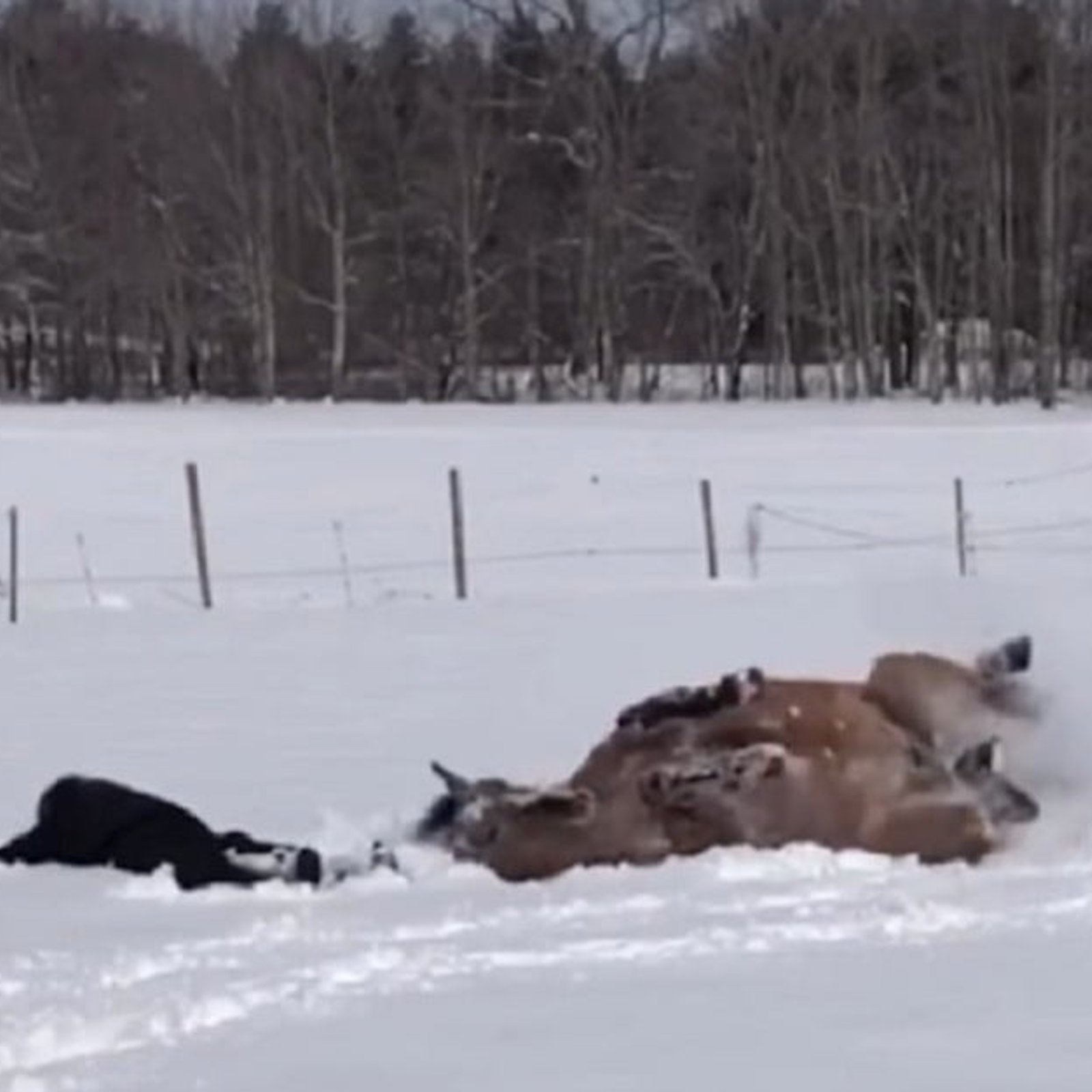 Deux chevaux qui s'amusent dans la neige, deux réactions différentes!