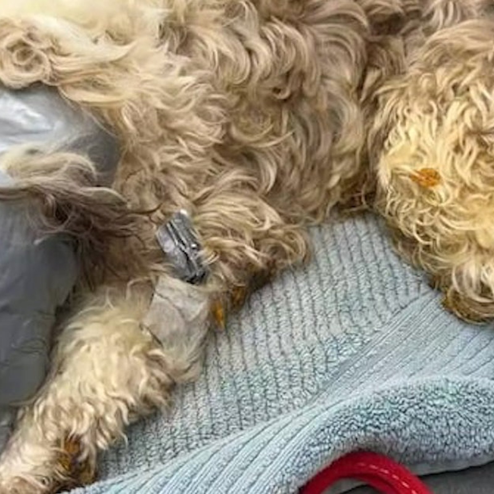 Acte de cruauté sans nom: un chien  a été trouvé dans une poubelle recouvert de ruban adhésif 