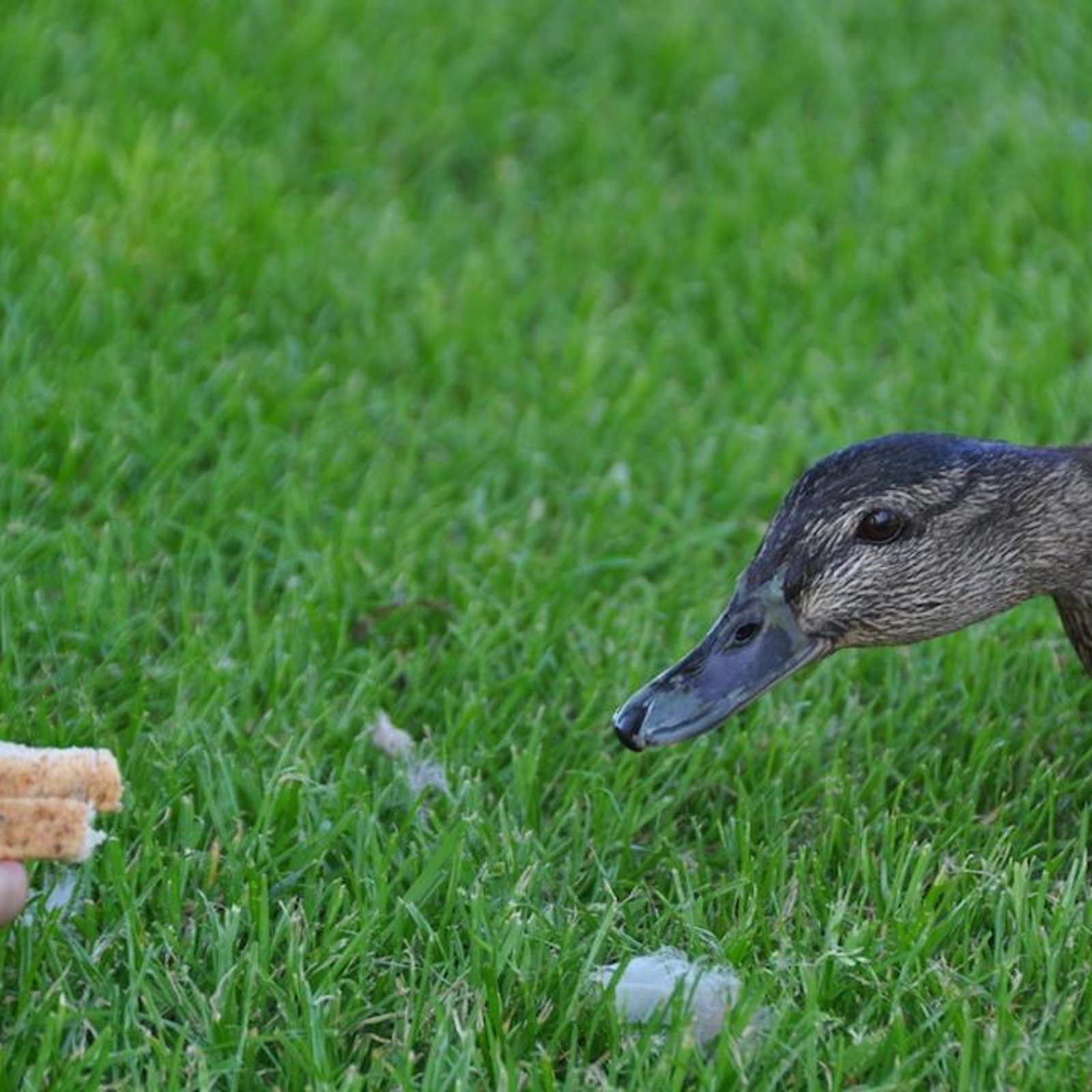 Pourquoi vous ne devriez jamais donner du pain aux oiseaux 