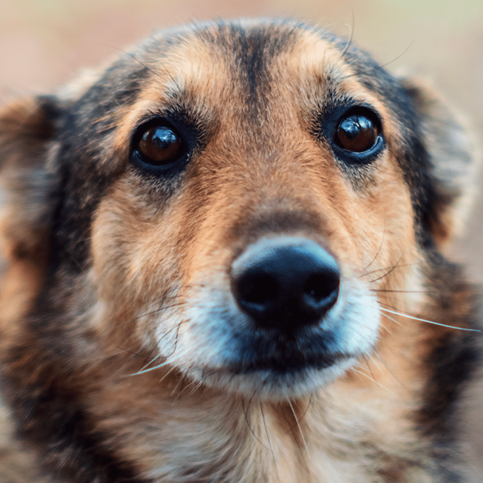 Hausse des abandons d'animaux de compagnie à cause de la crise du logement