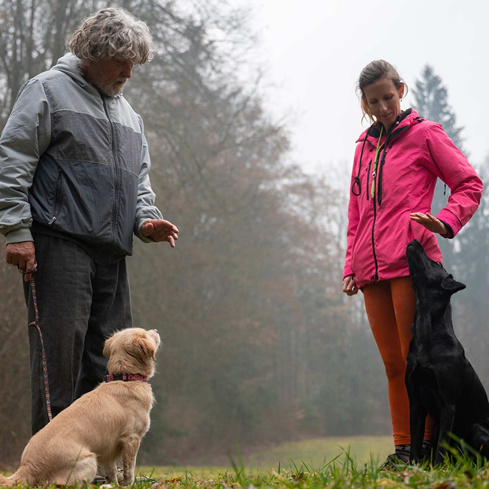 Comment éduquer votre chien pour qu'il arrête de sauter sur les gens