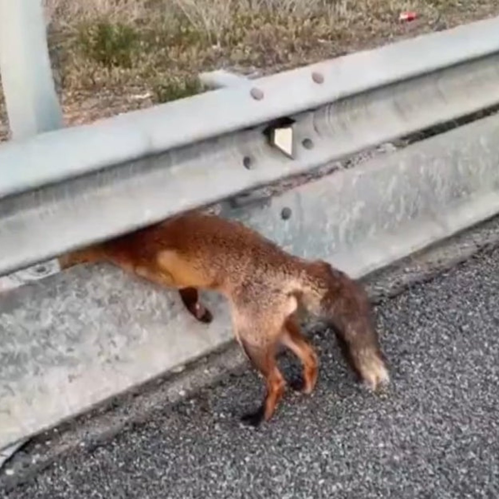 Un renard se coince la tête sur l'autoroute et la vidéo de son sauvetage devient virale