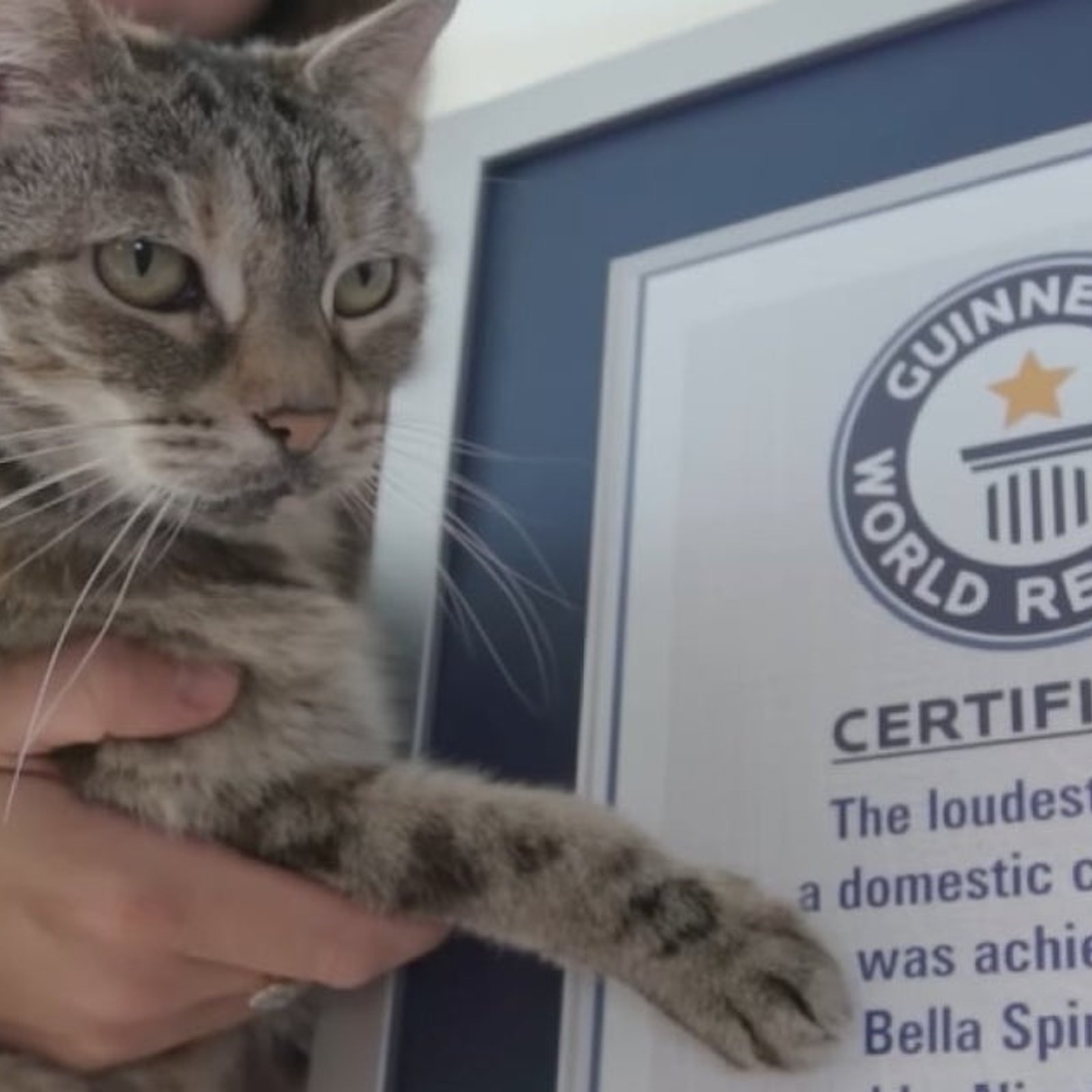 Insolite: cette chatte détient le record mondial du plus fort ronronnement