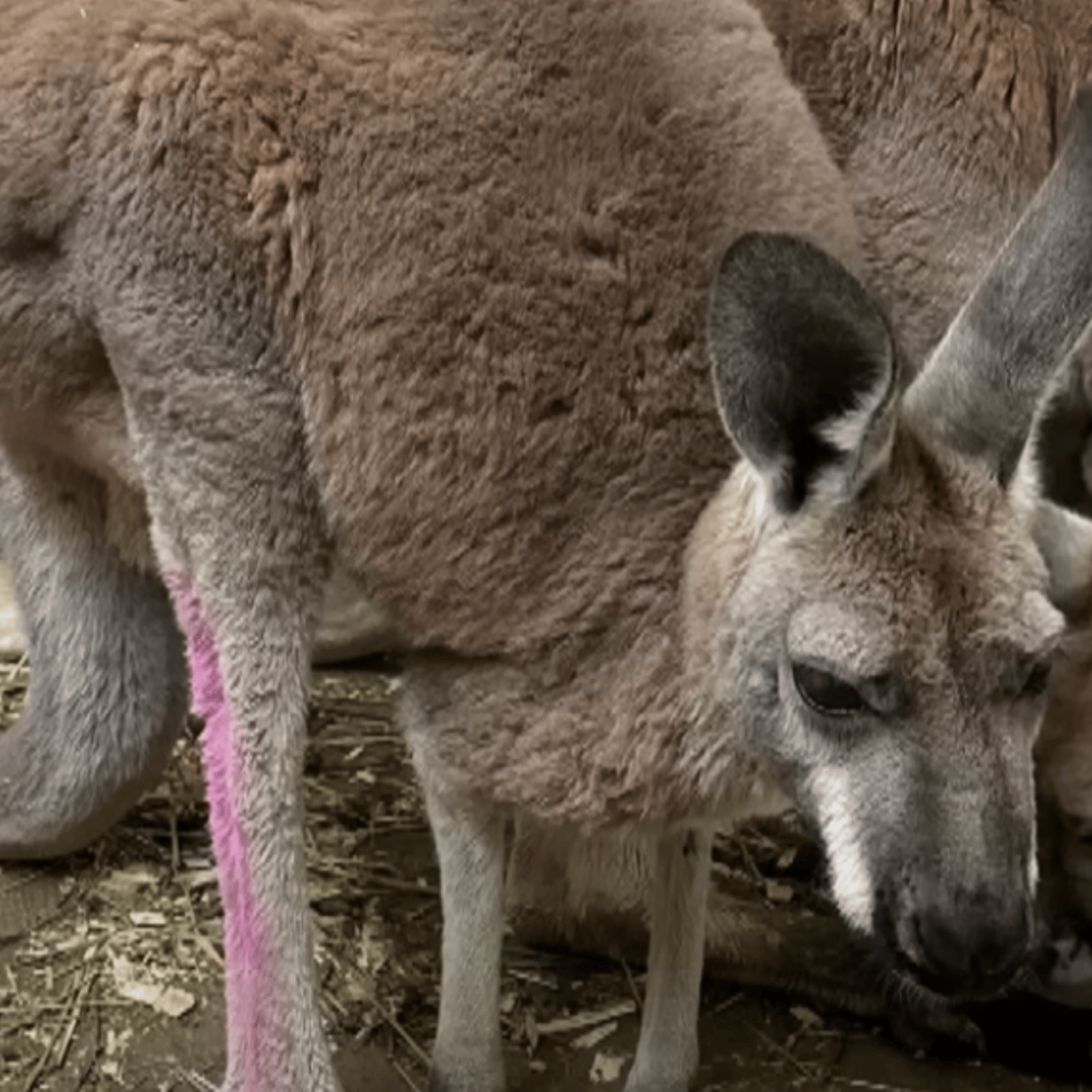 Un kangourou en route vers le Québec s'échappe sur l'autoroute