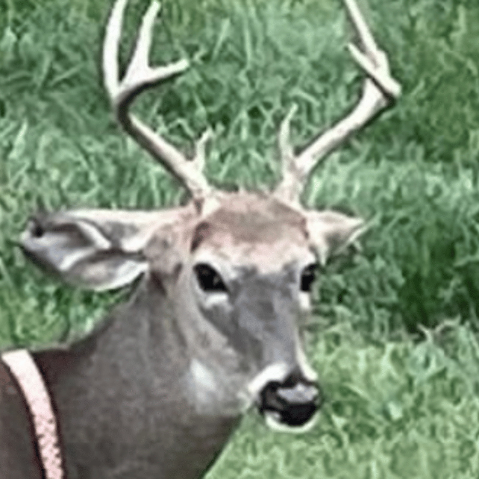 Un homme tombe sur un cerf avec un collier et une curieuse inscription sur le corps.