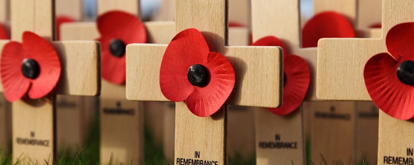 Savez-vous d'où vient le coquelicot, symbole du Jour du Souvenir?