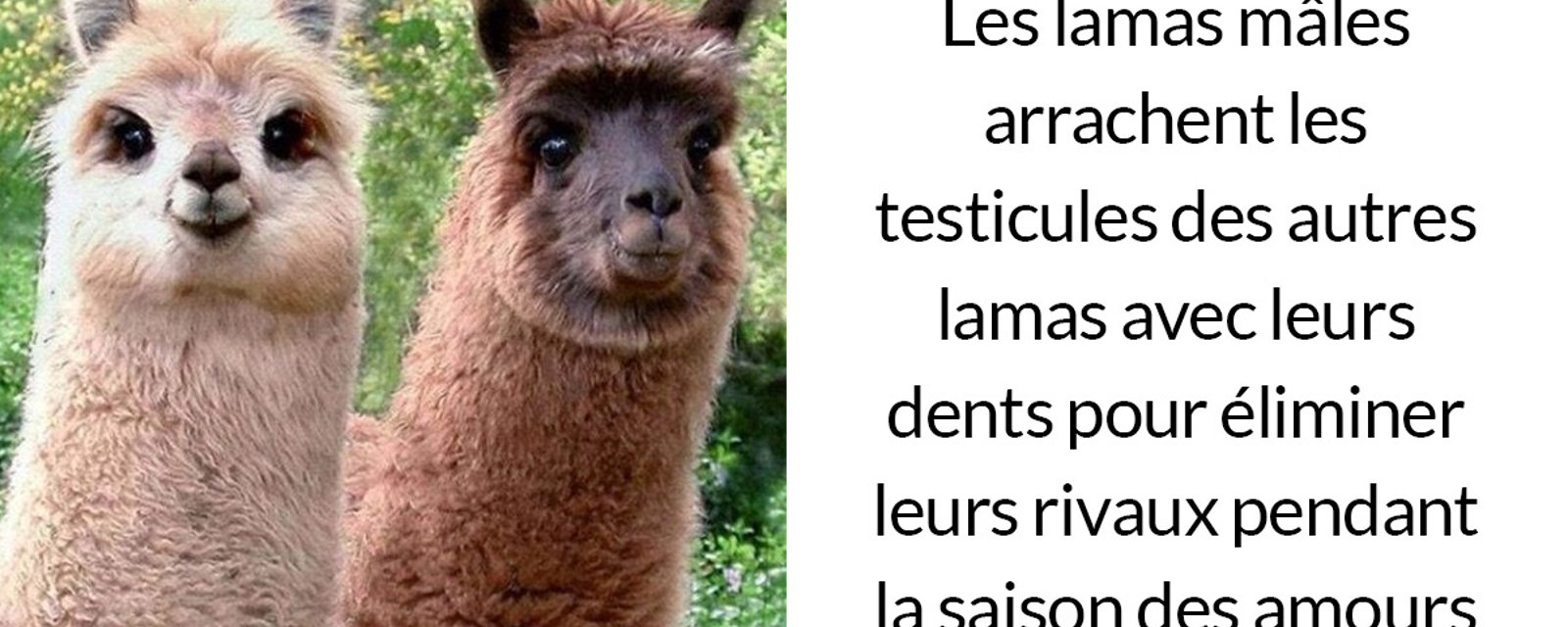 24 choses étonnantes sur les animaux qu’on ne nous a pas apprises à l’école