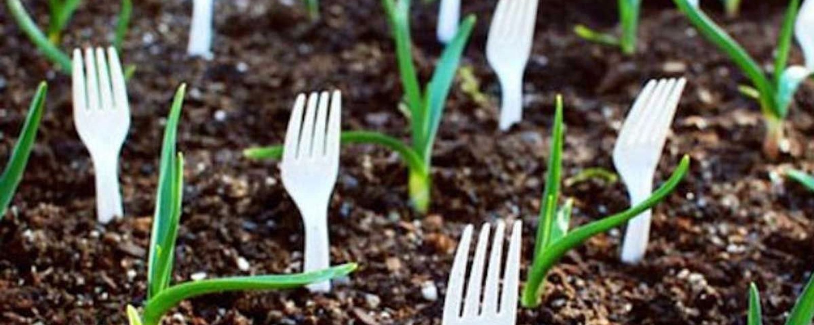 Cessez de jeter les fourchettes en plastique! Voici 6 bonnes raisons pour lesquelles vous devriez plutôt les planter! 