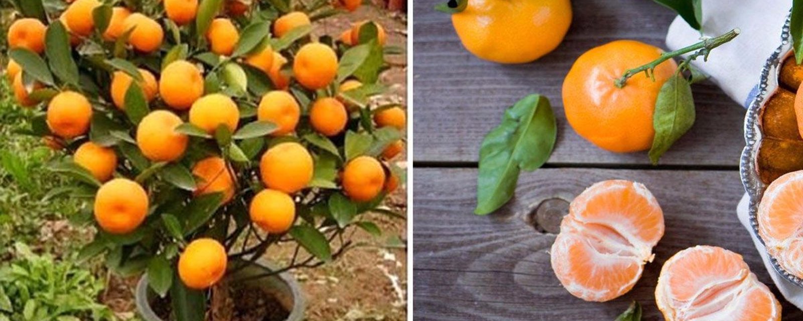 Cessez d'acheter des mandarines! Voici comment en cultiver facilement, à la maison! 