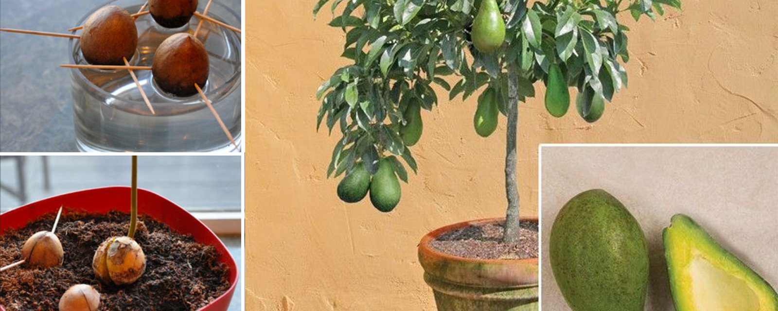 Voici comment planter un Avocatier dans un pot, à la maison! 