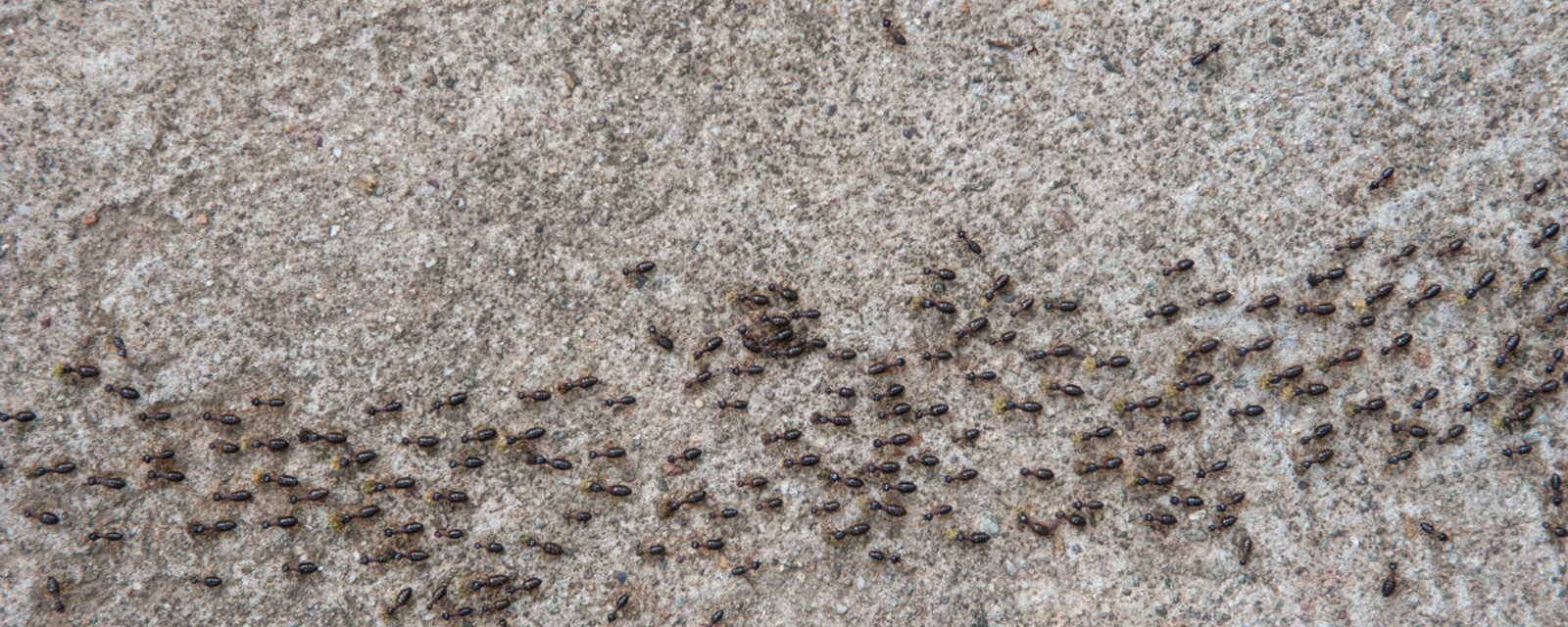 Éloignez les fourmis de la maison avec ce déchet domestique qui repousse les insectes!