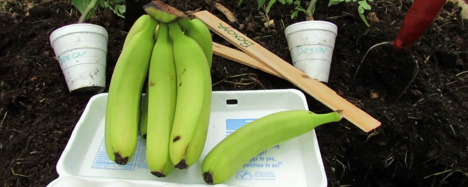 Il dépose une banane et un œuf dans un trou qu’il vient de creuser: ce qui se produit est fantastique!