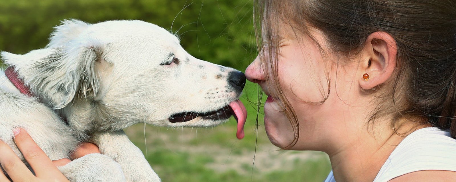 Voici pourquoi vous ne devriez jamais laisser votre chien vous lécher le visage!