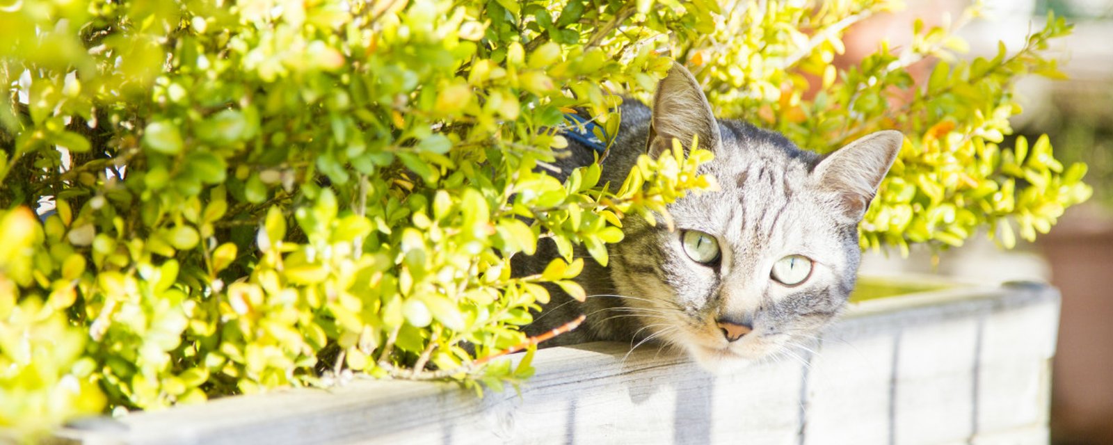 Depuis qu’elle vaporise son terrain, les chats errants ne viennent plus faire leurs besoins chez elle!