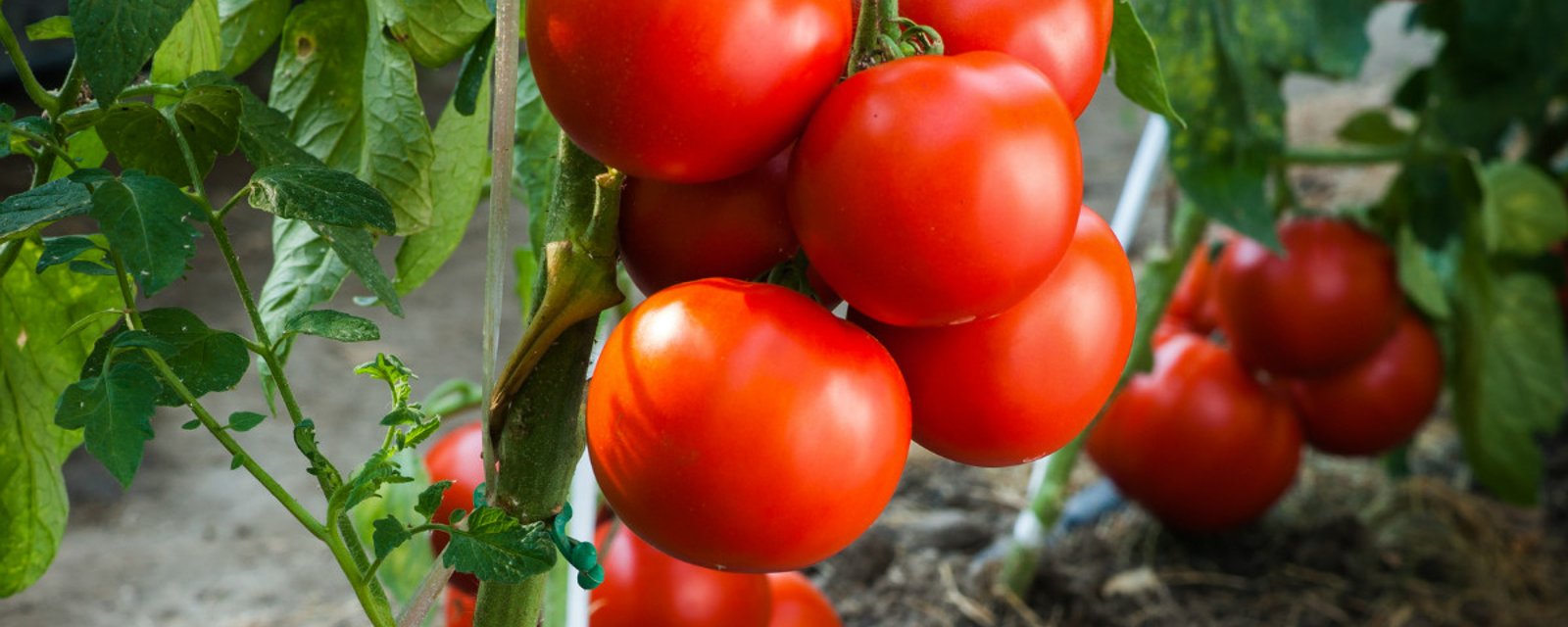 Avec un seul geste super important, vous pourrez augmenter votre récolte de belles tomates bien juteuses!