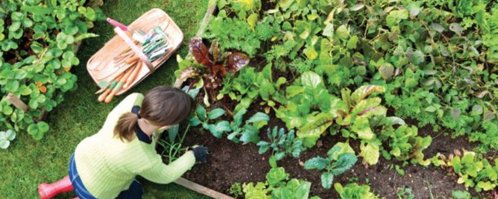 Ça fait des années qu’elle n'achète plus d’engrais pour ses plantes: sa recette est bien meilleure!