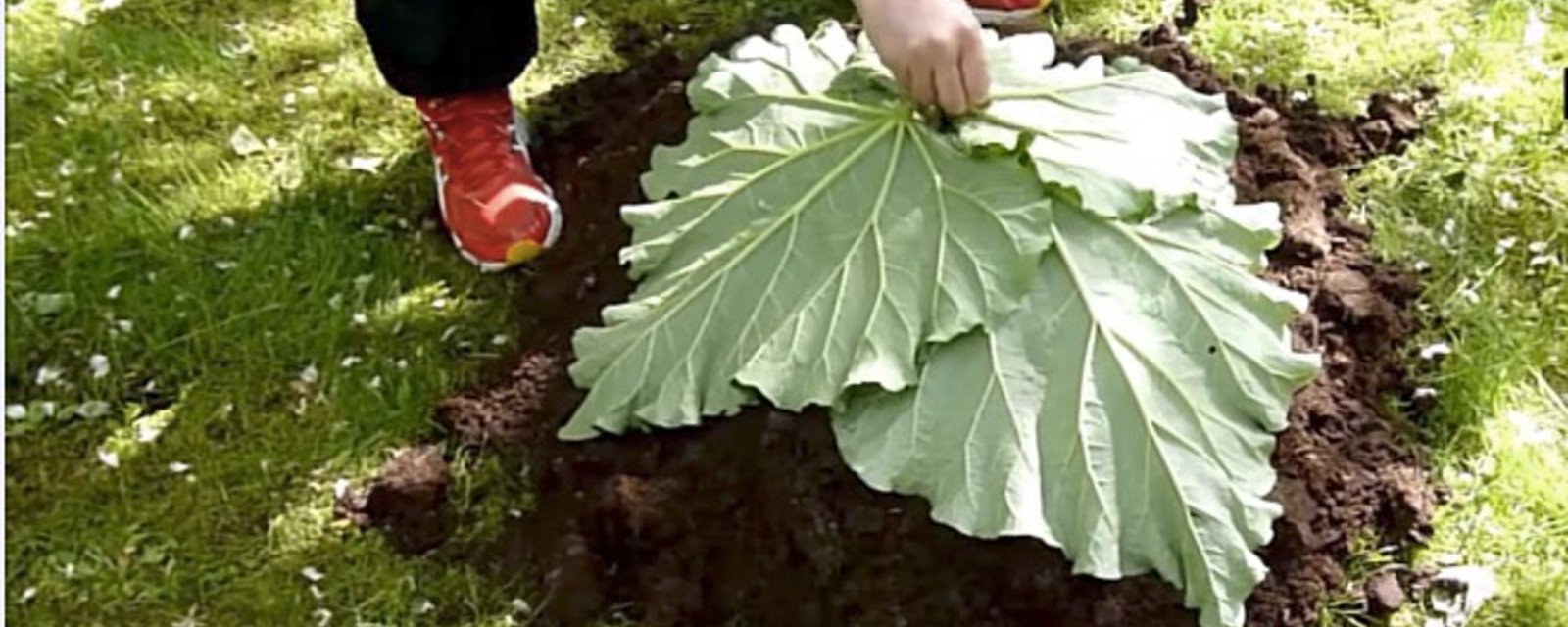 Il dépose 4 feuilles de rhubarbe sur une butte de terre! Je n'avais encore jamais vu ce qu'il s'apprête à faire!