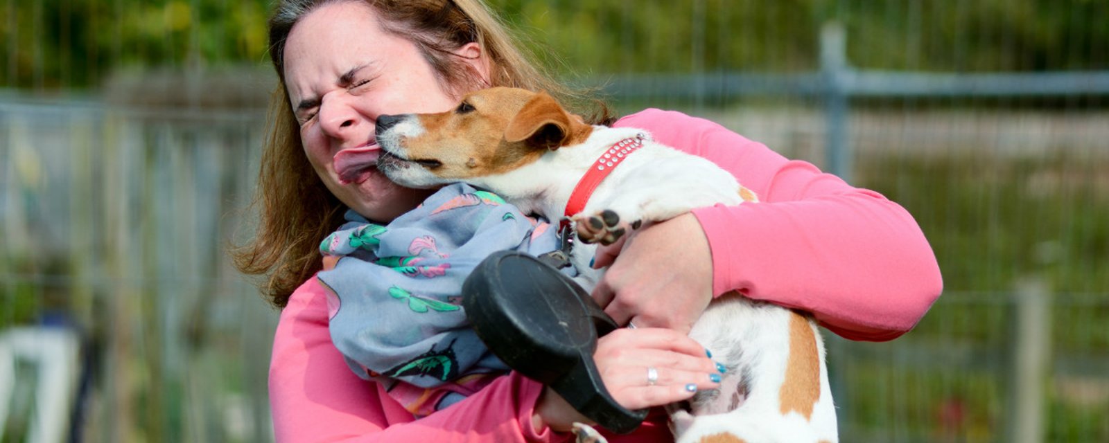 Voici pourquoi vous devriez empêcher votre chien de vous lécher le visage. Votre santé est en jeu!