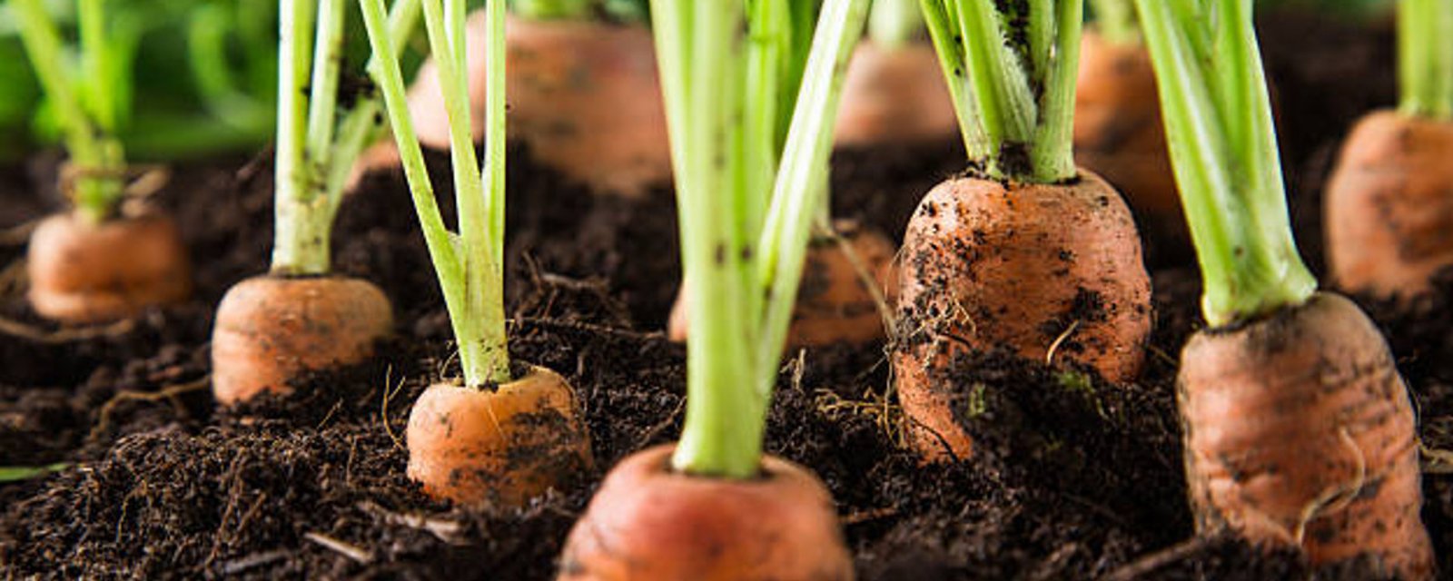 6 astuces de base pour avoir la meilleure récolte de carottes dans votre potager! 