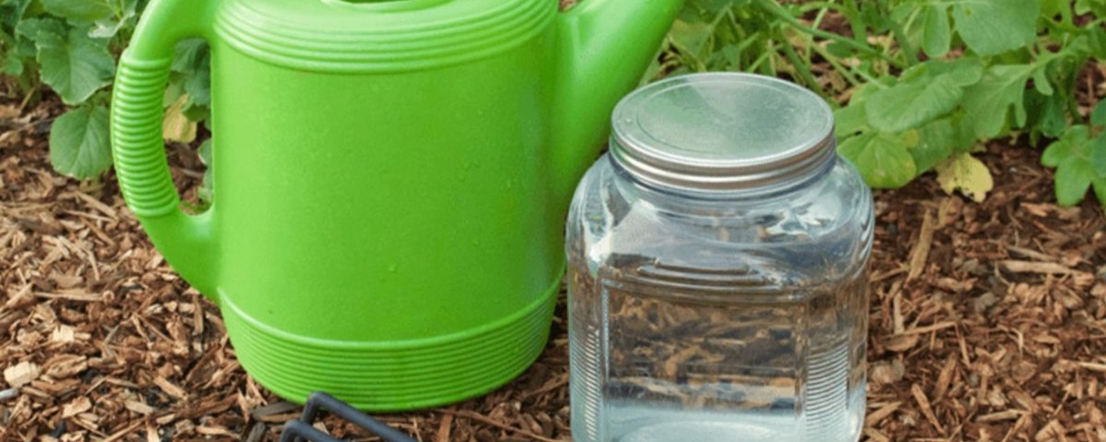 Elle réussit à faire grossir ses plantes encore plus vite et à économiser en même temps! Son mélange est extraordinaire!